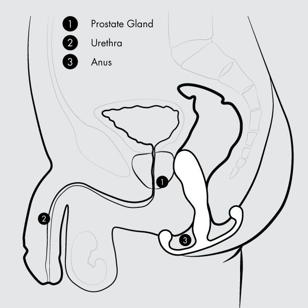 The black and white medical illustration of the male pelvic area highlights the prostate gland (1), urethra (2), and anus (3). The prostate gland, which is situated near the bladder, surrounds part of the urethra. The anus is depicted at the end of the digestive tract, illustrating areas that could be potentially affected by stimulation with products like Aneros Eupho Trident Hands-Free Prostate Stimulator from Aneros.