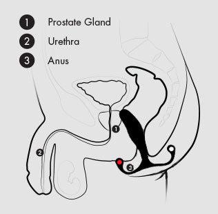 A detailed medical diagram of the male pelvic region illustrating the positions of the prostate gland, urethra, and anus. The prostate gland, essential for effective use with the Aneros MGX Syn Trident Hands-Free Prostate Stimulator by Aneros, is labeled as 1; the urethra as 2; and the anus as 3. Each label is accompanied by lines indicating their specific locations.