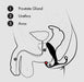 A detailed medical diagram of the male pelvic region illustrating the positions of the prostate gland, urethra, and anus. The prostate gland, essential for effective use with the Aneros MGX Syn Trident Hands-Free Prostate Stimulator by Aneros, is labeled as 1; the urethra as 2; and the anus as 3. Each label is accompanied by lines indicating their specific locations.